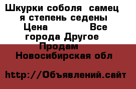 Шкурки соболя (самец) 1-я степень седены › Цена ­ 12 000 - Все города Другое » Продам   . Новосибирская обл.